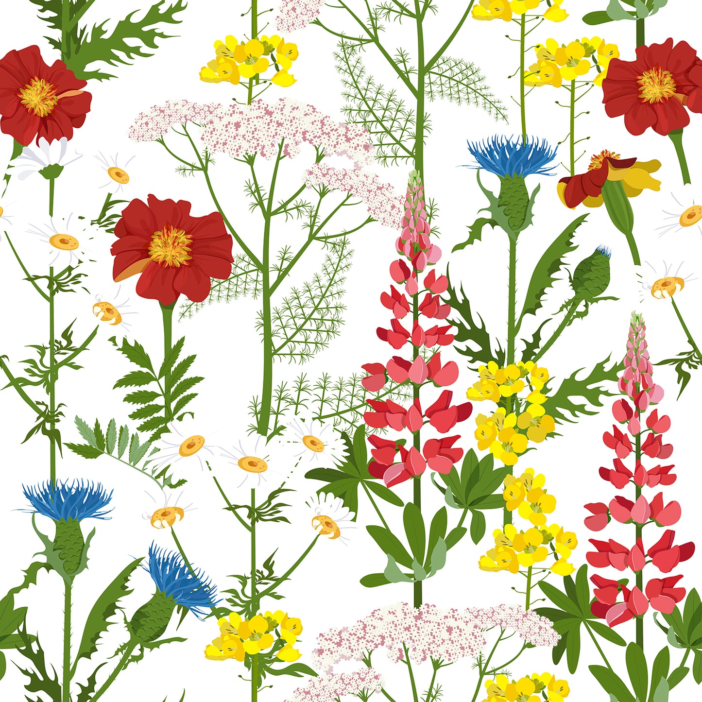 Alpine Wildflowers
